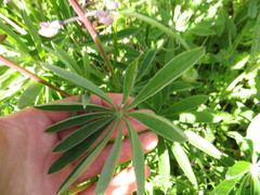 Lupinus oreganus