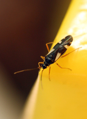 Dryophilocoris flavoquadrimaculatus