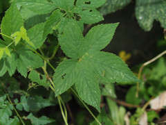 Humulus scandens