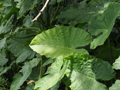 Alocasia odora