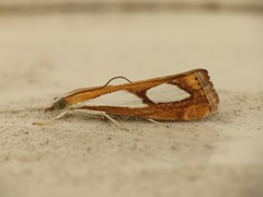 Catoptria pinella