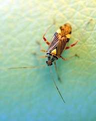 Rhabdomiris striatellus