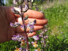 Lupinus oreganus