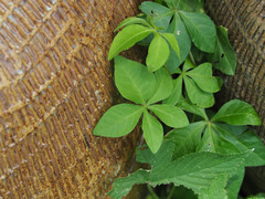 Ipomoea cairica