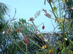 Pseudobombax munguba