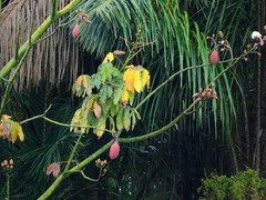 Pseudobombax munguba