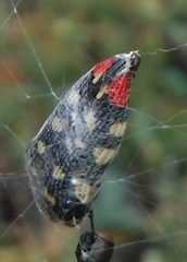Acmaeodera cruenta