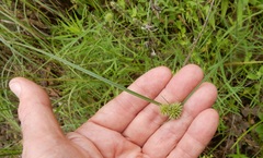 Cyperus lupulinus