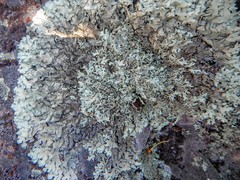 Xanthoparmelia stenophylla