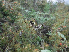 Acmaeodera cruenta
