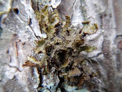 Tuckermanopsis sepincola