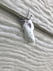 Spilosoma dubia