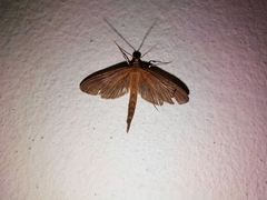 Hymenoptychis sordida