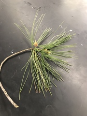 Pinus strobus
