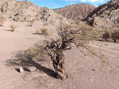 Image of Neltuma chilensis by (c) Benjamin Bender, some rights reserved (CC BY)