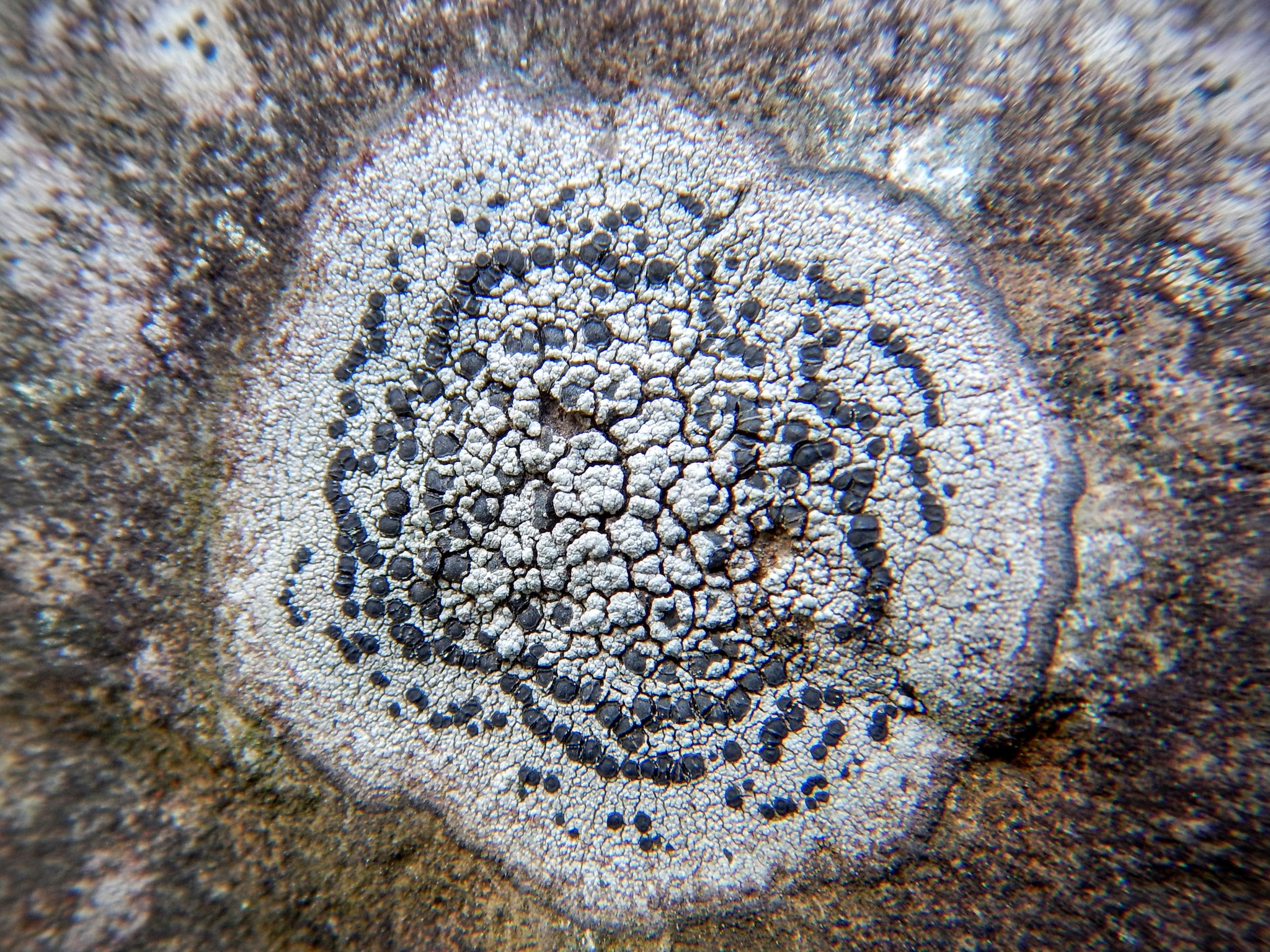 Porpidia crustulata image