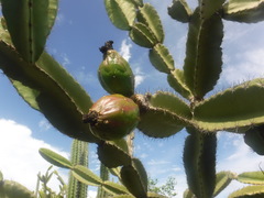 Leptocereus paniculatus