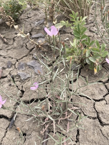 Image of Stephanomeria runcinata by (c) Caleb Catto, some rights reserved (CC BY)