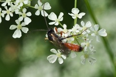 Ctenopelmatinae