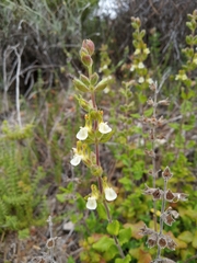 Teucrium flavum