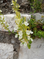 Teucrium flavum