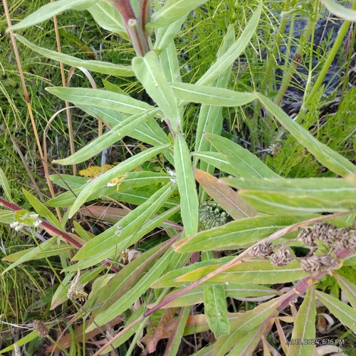 Image of Oenothera wolfii by (c) Bryce, some rights reserved (CC BY)