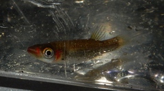 Fundulus