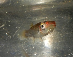 Fundulus
