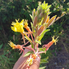 Oenothera wolfii, photograph (c) Bryce, some rights reserved (CC BY)