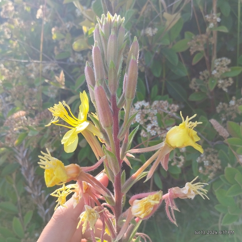 Image of Oenothera wolfii by (c) Bryce, some rights reserved (CC BY)