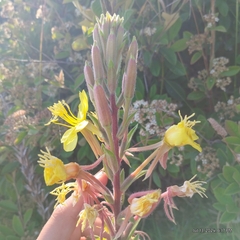 (c) Bryce, some rights reserved (CC BY) Oenothera wolfii, photograph (c) Bryce, some rights reserved (CC BY)