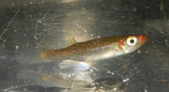 Fundulus