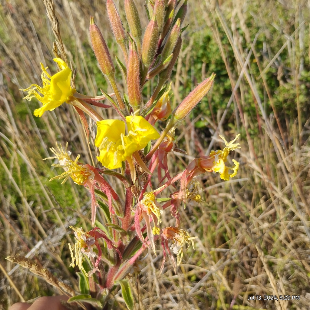 Oenothera wolfii; photograph (c) Bryce, some rights reserved (CC BY)