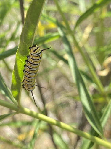 iNaturalist observation photo of Monarch