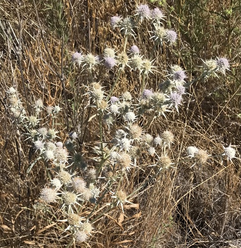 Image of Eryngium jepsonii by (c) Bob Dodge, some rights reserved (CC BY)