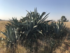 Agave americana