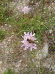 Dasypoda