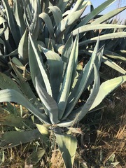 Agave americana