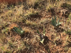Agave americana