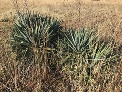 Yucca aloifolia