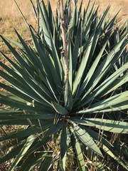 Yucca aloifolia
