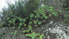 Sedum palmeri