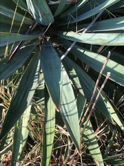 Yucca aloifolia