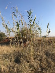 Arundo donax