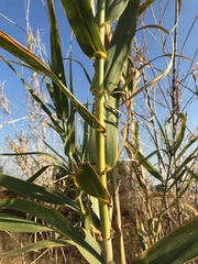 Arundo donax