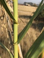 Arundo donax
