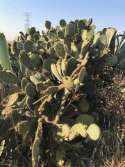 Opuntia leucotricha