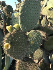Opuntia leucotricha