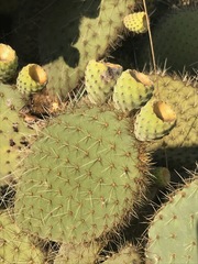 Opuntia leucotricha