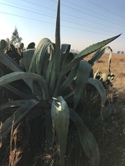 Agave americana